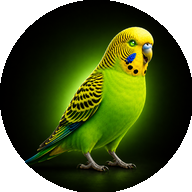 Budgie